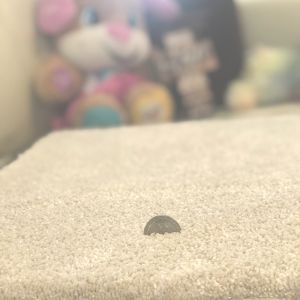 Room Scene