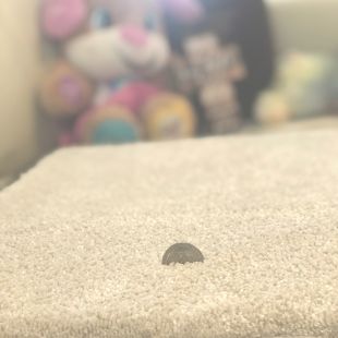 Room Scene 